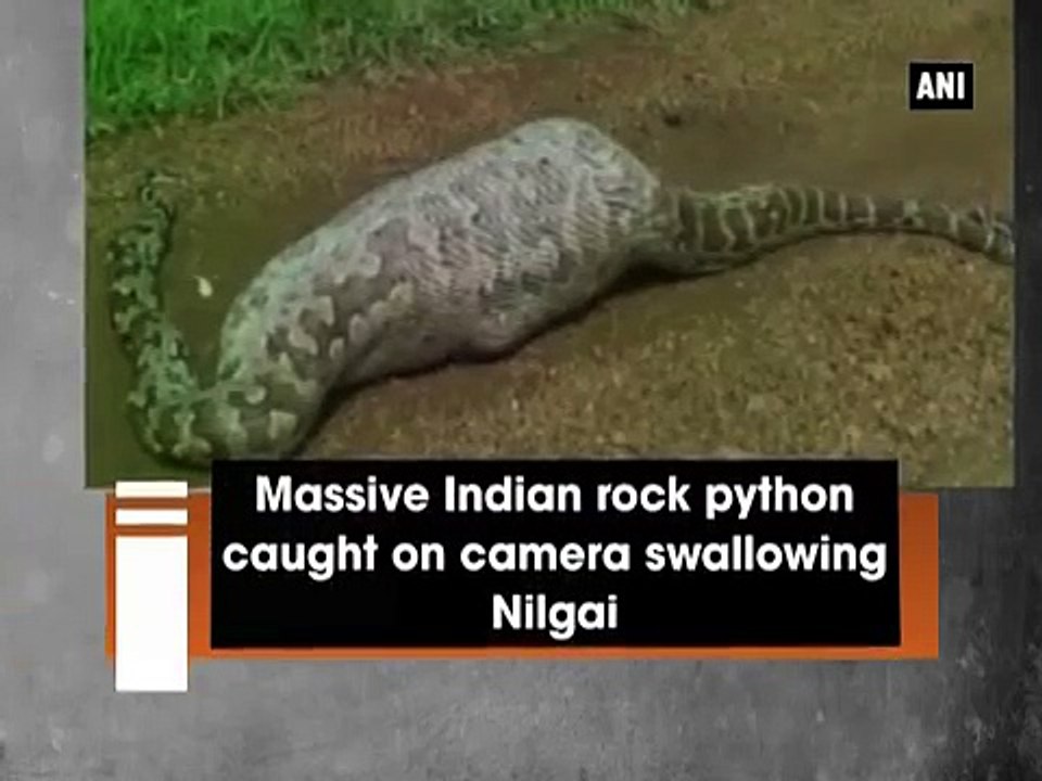 What Happend To Large Python When he Ate An Elegator