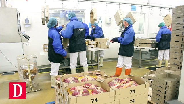 Les canards de retour chez Montfort, à Maubourguet (65)