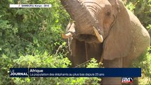 La population des élephants au plus bas depuis 25 ans