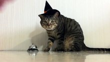 Ce chat donne un coup de sonnette quand il a faim...