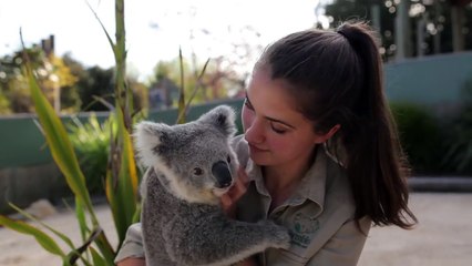 Mira la tierna reacción de un Koala con su dueña