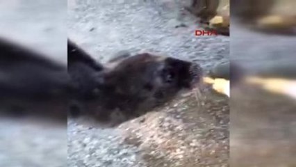 Gazipaşa'da Sahilde Bulunan Yavru Akdeniz Foku Korumaya Alındı