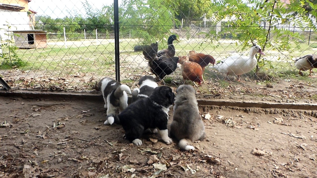 Akita américain du sixième sens ,Sortie  dans le parc avec maman 4 semaines