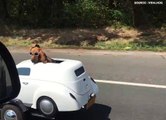 T'as déjà vu un chien conduire une voiture!
