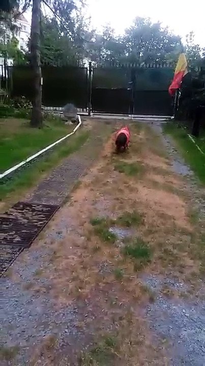 Berchem-Sainte-Agathe: une chienne poignardée dans son jardin