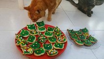 Ruby the Cat inspects Christmas Cookies