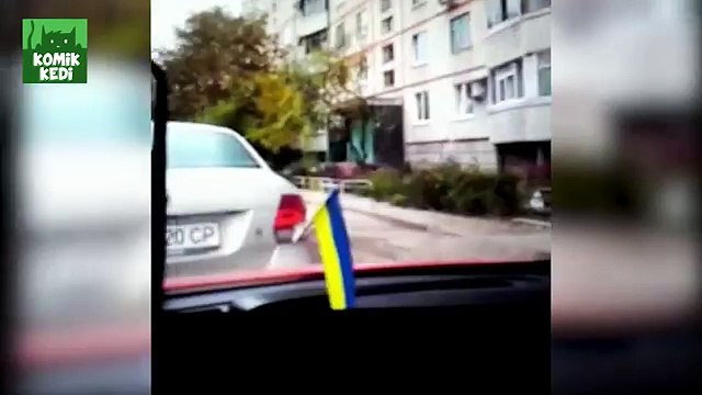 En Komik Kedi Vine Videoları 2015- Komik Kediler