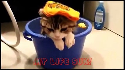 En komik kediler, kedi videoları izle