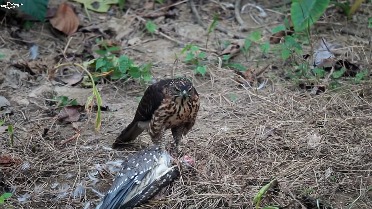 Bird of Prey - Ghoshawk Eating Heron Alive #6