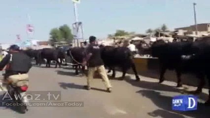 CM Sindh Ke VIP Protocol Ke Raaste Main Bhainsain Aa Gaieen- Police Ka Bhainson Par Laathi Charge