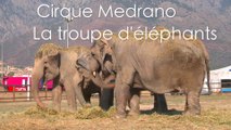 Medrano : les éléphants