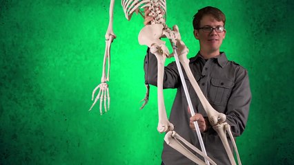 Vestigial Structures in Organisms 🦴