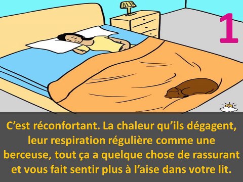 7 raisons surprenantes qui démontrent pourquoi votre chien doit dormir dans votre lit chaque soir.