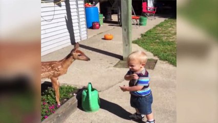 Adorable Tot Can't Be Bothered By Baby Deer (santa-banta-group)