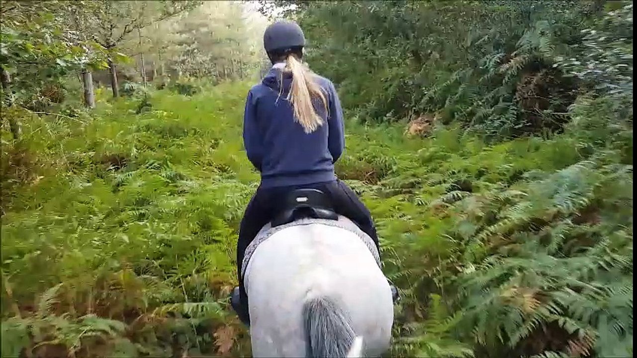 UNO, hongre ONC 8 ans, idéal loisirs/concours