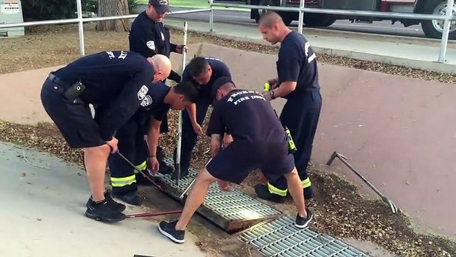 Firefighters Rescue a Flock of Ducklings