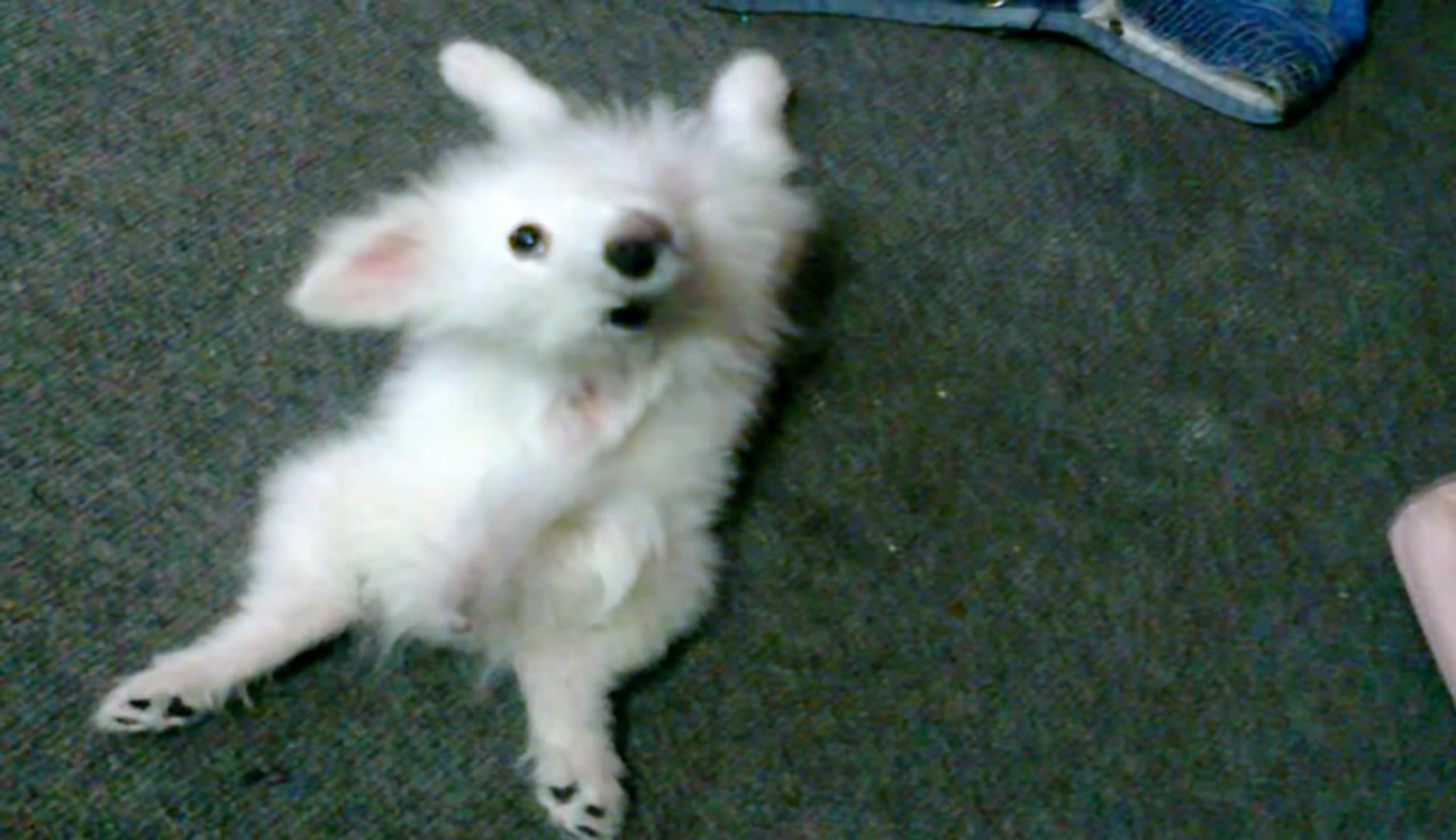 ⁣Dogs Tricks 12: Puppy Learning Table Manners