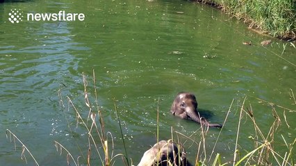 Elephants at Cologne Zoo 'take a bath'