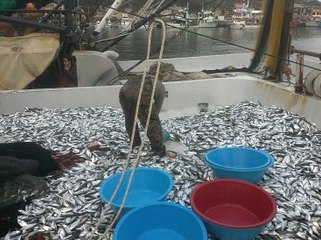 Çanakkale Tek Seferde 1500 Palamut Yakalandı