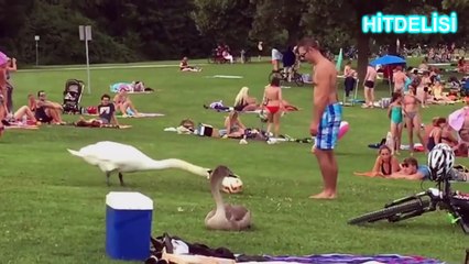 İNTERAKTİF GÜLMEME CHALLENGE - KOMİK HAYVAN VİDEOLARI 2016