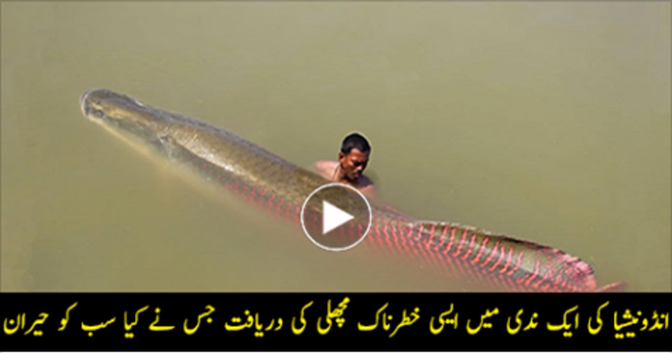 The-Arapaima-Pirarucu-or-Paiche-AMAZON-RIVER-MONSTER-The-Deep-Sea-Monster--Big-Fish