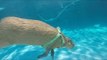 Water Loving Capybara Dives and Swims in His Pool
