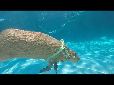 Water Loving Capybara Dives and Swims in His Pool