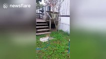 Man sneaks up on his sleepy dog