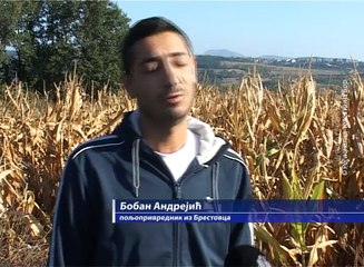 Počele pripreme za jesenju setvu,  26. septembar 2016. (RTV Bor)