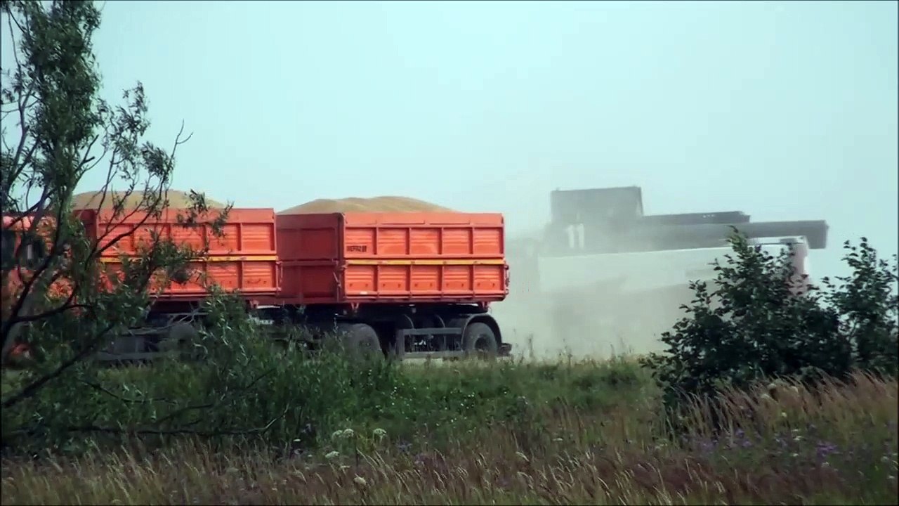 Шесть комбайнов ACROS на уборке озимой пшеницы