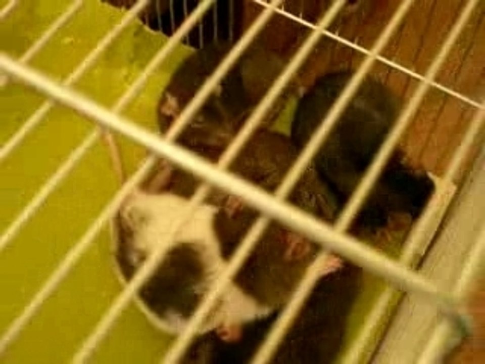 rats