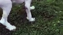 Ce chien reprend goût à la vie après avoir été abandonnée pendant 6 ans dans une grange. Il est méconnaissable !