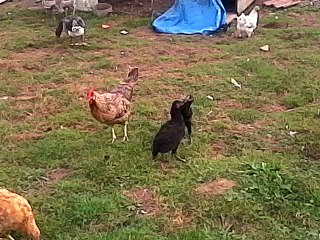 coq thai x gcn premier teste