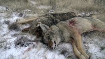 Épique coyote chasse à laide de Lapin appels de détresse | Double vers le bas