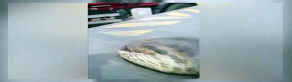 Incredible 10m giant anaconda snake caught in Brazil