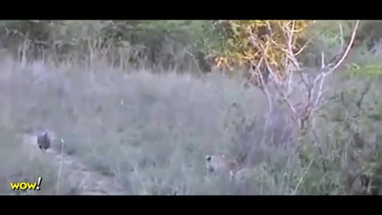 Leopard vs Wild Dogs, Lion, Big Baboon, Buffalo, Snake