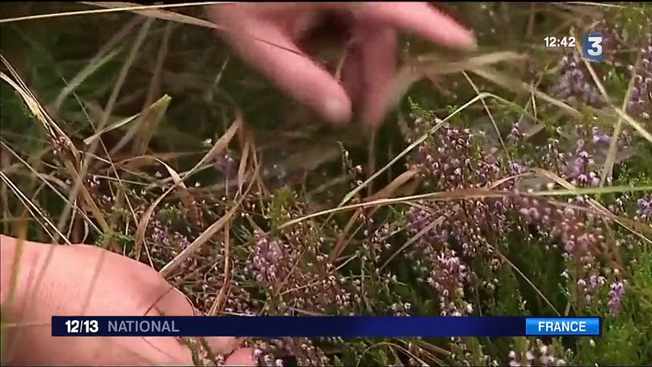 Fontainebleau : un avion d'Air France largue du kérosène au-dessus d'une forêt