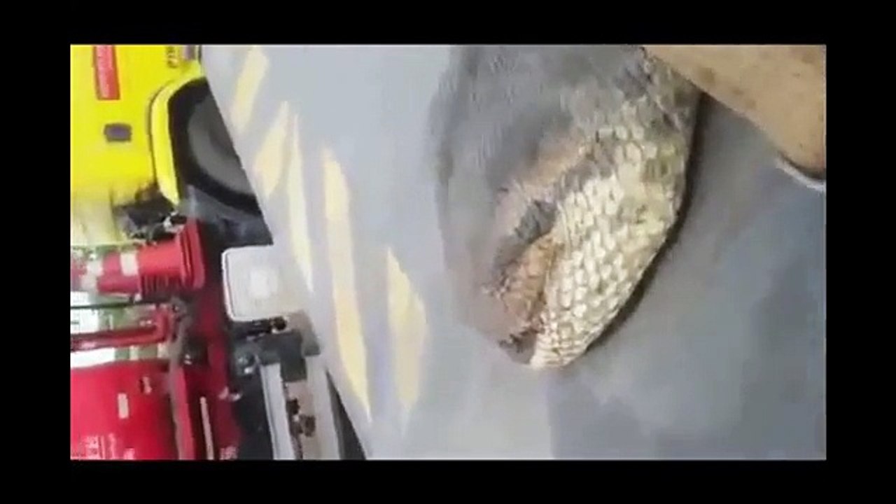 Encontrada Senhora Cobra com 400Kg no Brasil