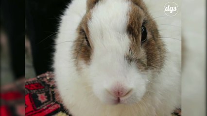 Une immense victoire : les produits cosmétiques testés sur les animaux sont enfin interdits dans l’UE