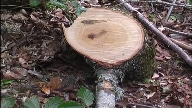 Janë shkatërruar 60 përqind e pyjeve - Top Channel Albania - News - Lajme