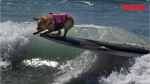 Des chiens surfeurs affrontent les vagues de Californie