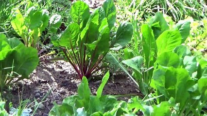 Homestead Work ~ Garden Harvest ~ Logging Forest