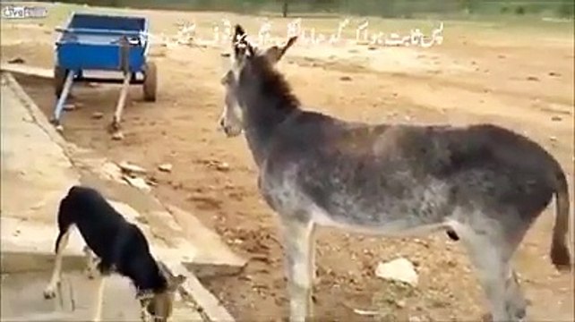 اگر ایک گدھا اپنے حق کے لیئے مزاحمت کر سکتا ہے تو پاکستانی عوام کیوں نہیں؟