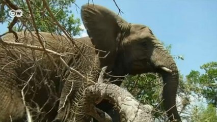 Fil nüfusu tükeniyor