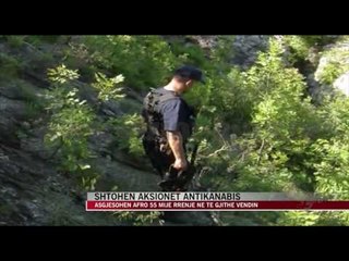 Shtohen aksionet antikanabis - News, Lajme - Vizion Plus