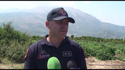 Aksion në “zonën” e Tahirit; asgjësohen 30 mijë rrënjë - Top Channel Albania - News - Lajme