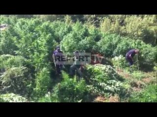 Report TV - Policia duke asgjesuar 6200 rrenje hashash ne Kruje