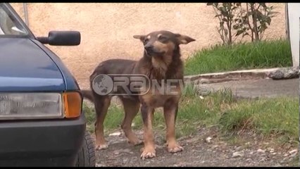 Télécharger la video: Bashkia e Lezhës nis vaksinimin e qenve endacakë