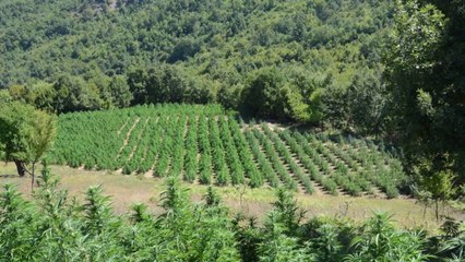 SHISH, raport për kanabisin - Top Channel Albania - News - Lajme