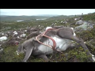 Rrufeja vret mbi 300 drerë në Norvegji - Top Channel Albania - News - Lajme